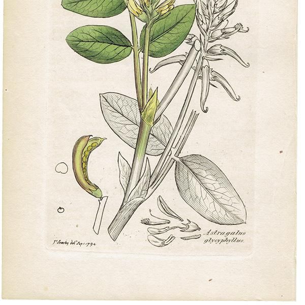 ꥹ ܥ˥륢/ʪ Astragalus glycyphyllos(󥲤). plate.1022,1839ǯ 0513