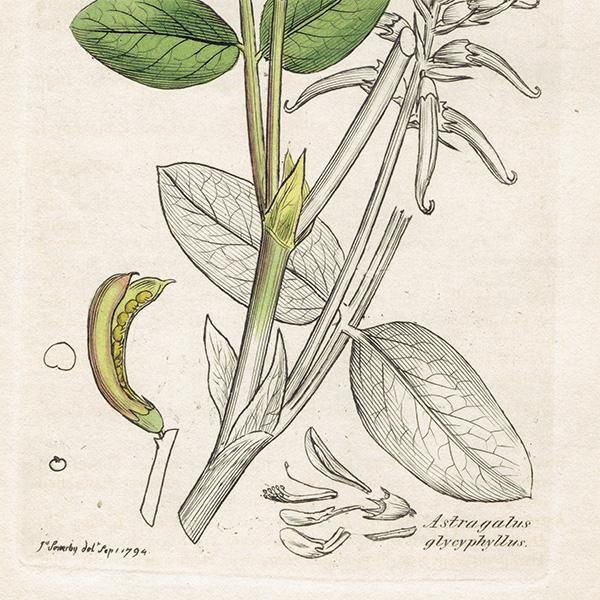 ꥹ ܥ˥륢/ʪ Astragalus glycyphyllos(󥲤). plate.1022,1839ǯ 0513