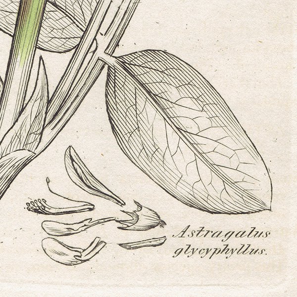 ꥹ ܥ˥륢/ʪ Astragalus glycyphyllos(󥲤). plate.1022,1839ǯ 0513