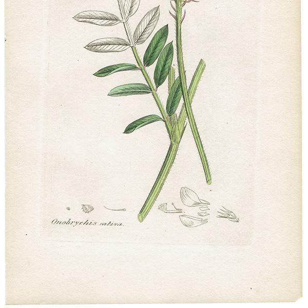 ꥹ ܥ˥륢/ʪ Onobrychis sativa(ե/ޥ). plate.1021,1839ǯ 0514