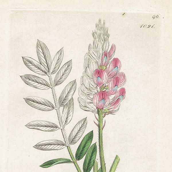 ꥹ ܥ˥륢/ʪ Onobrychis sativa(ե/ޥ). plate.1021,1839ǯ 0514