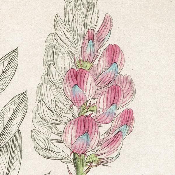 ボタニカルアート カラー 植物画