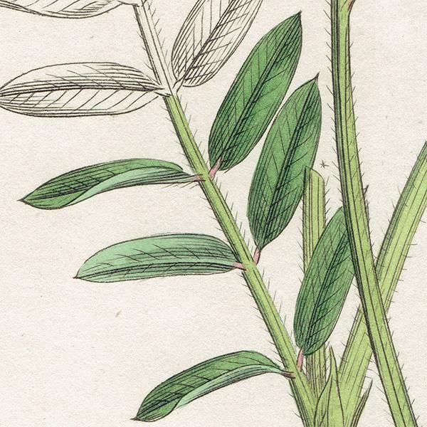 ꥹ ܥ˥륢/ʪ Onobrychis sativa(ե/ޥ). plate.1021,1839ǯ 0514