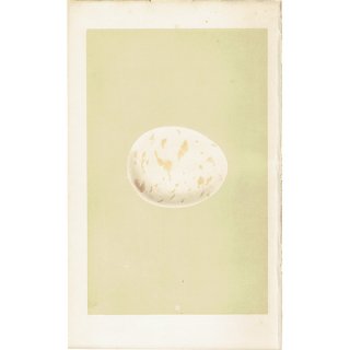バードエッグ アンティークプリント ウミワシ（ERNE）の卵 0030