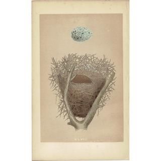 1900年代初期 希少！イギリスの鳥の巣と卵の図鑑 アンティーク