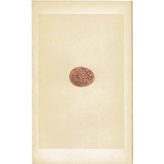 バードエッグ アンティークプリント  チゴハヤブサ（HOBBY 稚児隼）の卵 0042