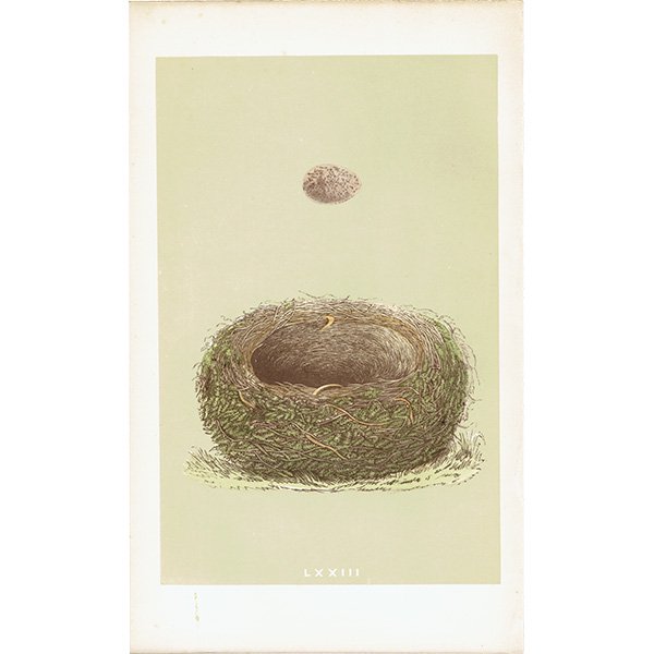 バードエッグ アンティークプリント  モリヒバリ（WOOD LARK 森雲雀）の卵と巣 0044