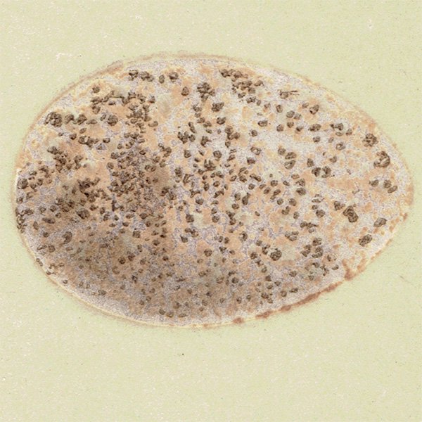 バードエッグ アンティークプリント  モリヒバリ（WOOD LARK 森雲雀）の卵と巣 0044