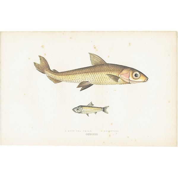 海洋生物 魚 アンティークプリント 博物画 標本画｜0095