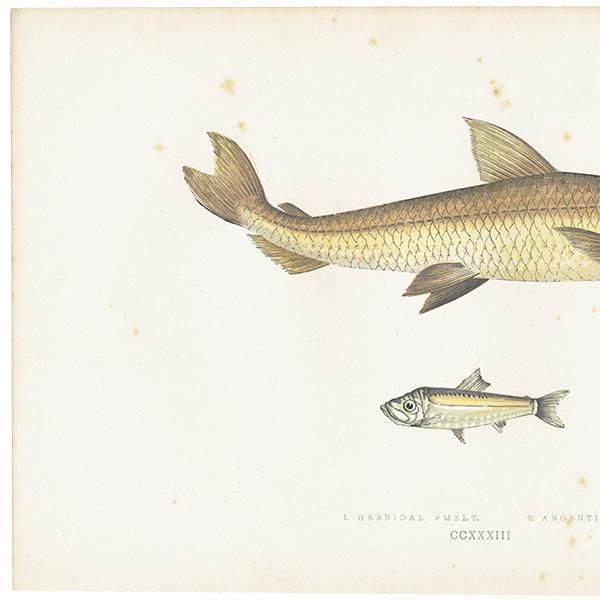海洋生物 魚 アンティークプリント 博物画 標本画|0095 海洋生物 魚 アンティークプリント 博物画 標本画|0095
