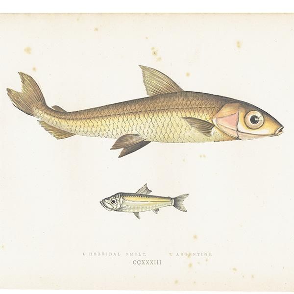 海洋生物 魚 アンティークプリント 博物画 標本画｜0095