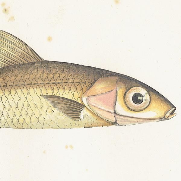 海洋生物 魚 アンティークプリント 博物画 標本画|0095 海洋生物 魚 アンティークプリント 博物画 標本画|0095
