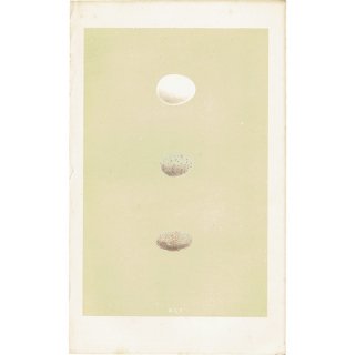 バードエッグ アンティークプリント  ヤツガシラ（HOOPOE 戴勝）の卵 0048