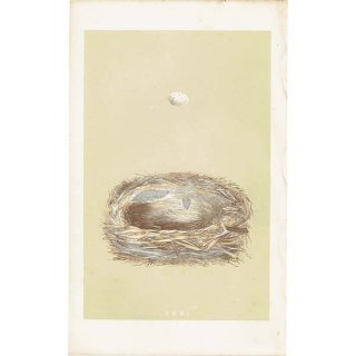 バードエッグ アンティークプリント  ヒガラ（COLE TIT / 日雀）の卵と巣 0051
