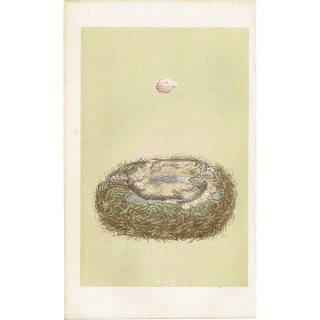 鳥の卵の図版　1870年　イギリスアンティーク　図版　ヴィンテージフレーム付