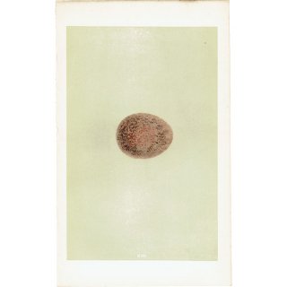 バードエッグ アンティークプリント  ハヤブサ（PEREGRINE / 隼）の卵 0057