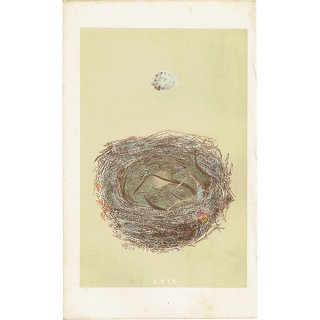 バードエッグ アンティークプリント  ズアカモズ（WOODCHAT / 百舌）の卵と巣 0058