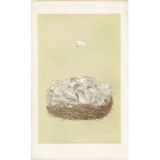 バードエッグ アンティークプリント  アオガラ（BLUE TIT/ 青雀）の卵と巣 0060