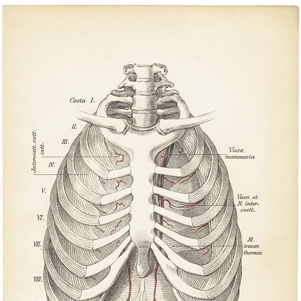 人体解剖学アンティークプリント 肺（両面） 0004 - アンティーク 