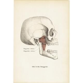 解剖学 Anatomyのアンティークプリント - アンティークプリント