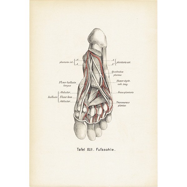 人体解剖学アンティークプリント 足（両面） 0006 - アンティーク