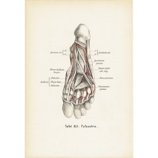 人体解剖学アンティークプリント 足（両面）   0006