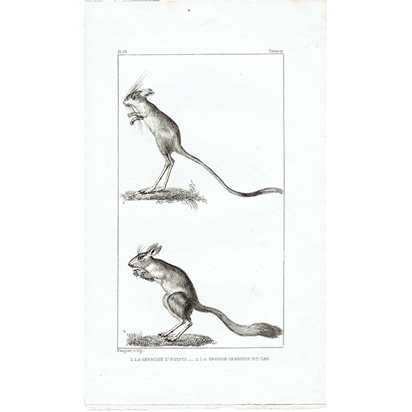 トビネズミ（跳鼠）フランスの博物学者Buffon アンティークプリント  0097