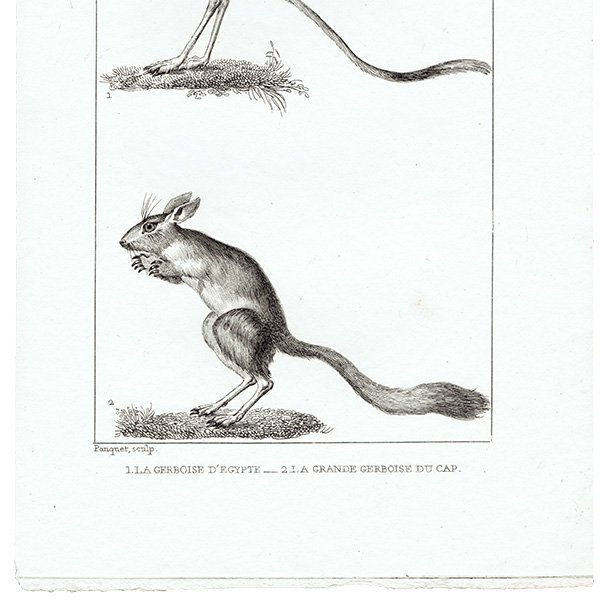 トビネズミ（跳鼠）フランスの博物学者Buffon アンティークプリント  0097