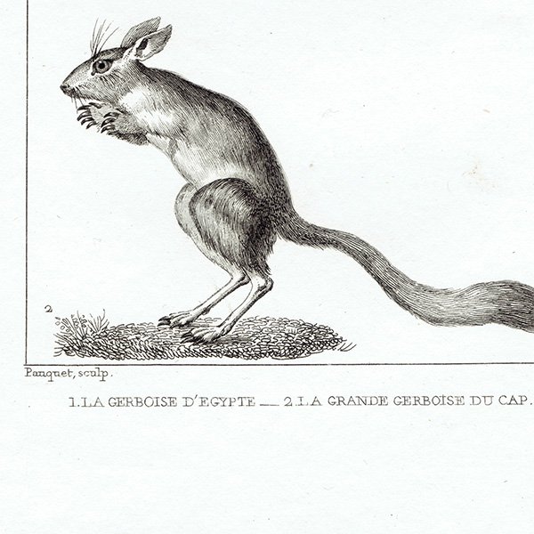 トビネズミ（跳鼠）フランスの博物学者Buffon アンティークプリント 