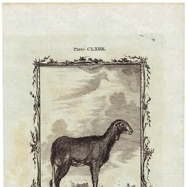 INDIAN RAM（羊）フランスの博物学者Buffon アンティーク