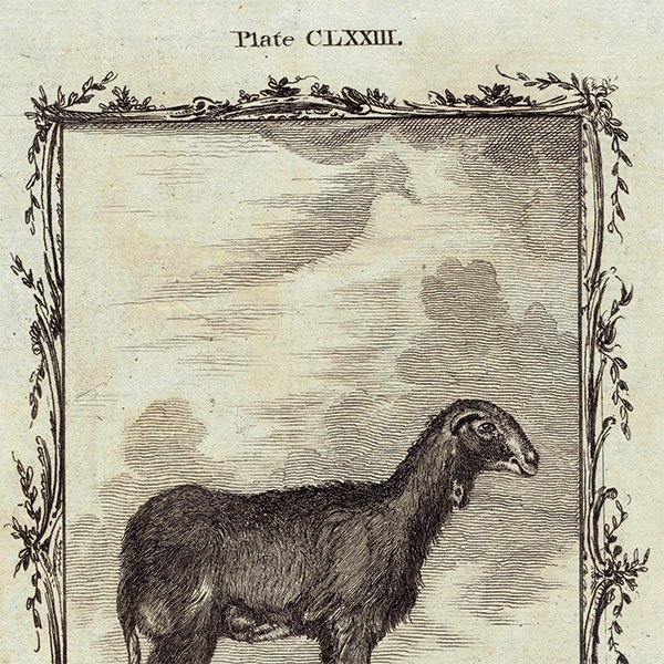INDIAN RAM（羊）フランスの博物学者Buffon アンティークプリント  0098