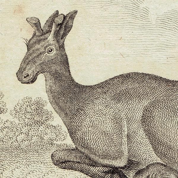 ELK（エルク：シカ科）フランスの博物学者Buffon アンティーク