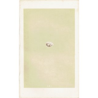 バードエッグ アンティークプリント  ヤツガシラ（HOOPOE / 戴勝）の卵 0063