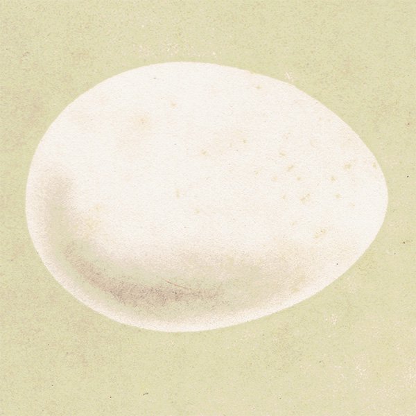 バードエッグ アンティークプリント  クマゲラ/ヨーロッパアオゲラ（BLACK WOODPECKER/ GREEN WOODPECKER）の卵 065