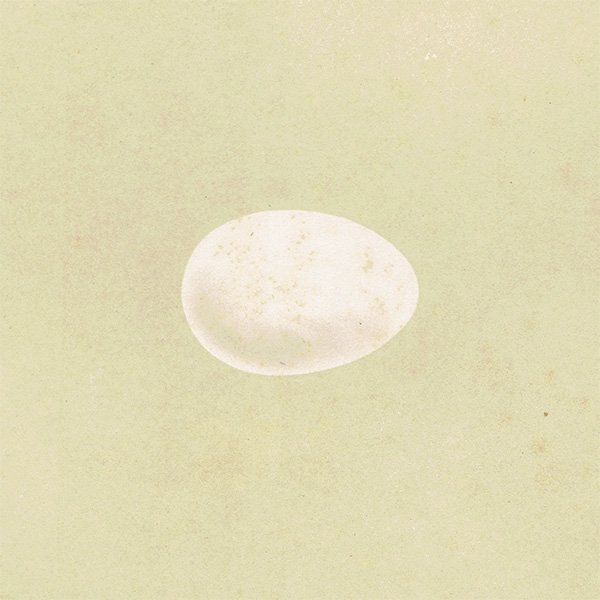 バードエッグ アンティークプリント  クマゲラ/ヨーロッパアオゲラ（BLACK WOODPECKER/ GREEN WOODPECKER）の卵 065