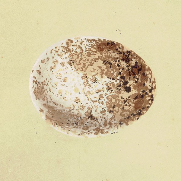 バードエッグ アンティークプリント  ヨーロッパノスリ（BUZZARD / タカ目タカ科猛禽類）の卵 066