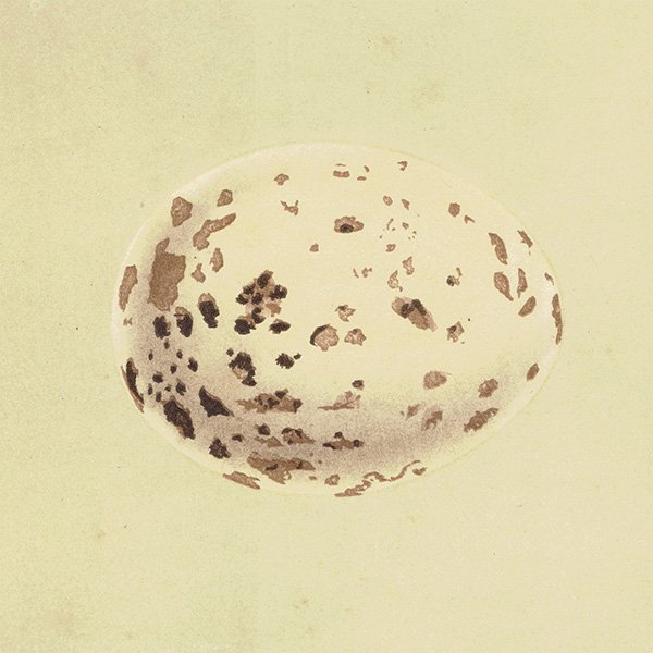 バードエッグ アンティークプリント  ヨーロッパノスリ（BUZZARD / タカ目タカ科猛禽類）の卵 066