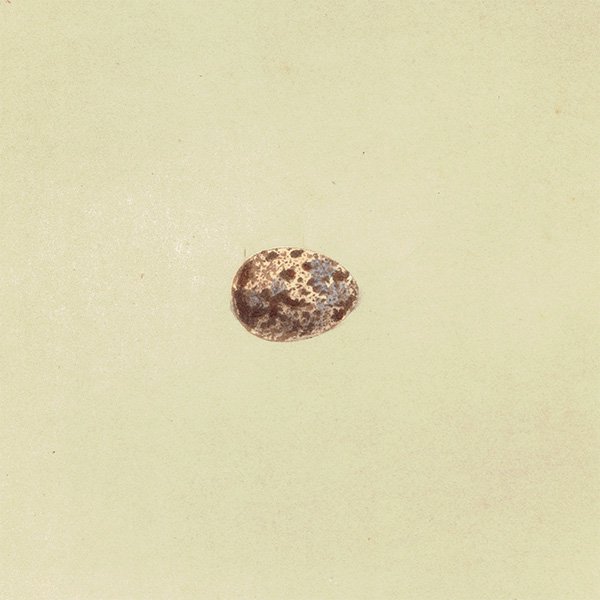 バードエッグ アンティークプリント  マミジロタヒバリ（RICHARD'S PIPIT）の卵 068