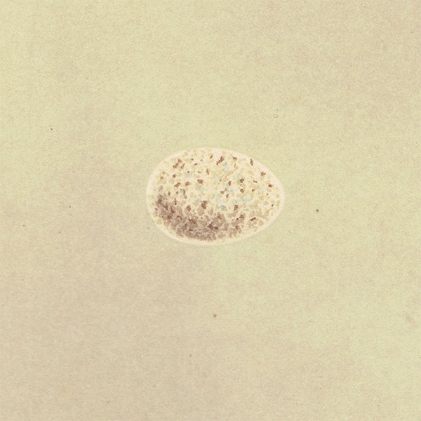 バードエッグ アンティークプリント  セキレイ（GREY WAGTAIL / 鶺鴒）の卵と巣 064