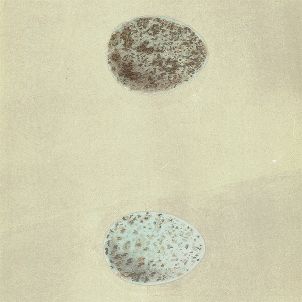 バードエッグ アンティークプリント  カラス（CROW / 烏）の卵 069