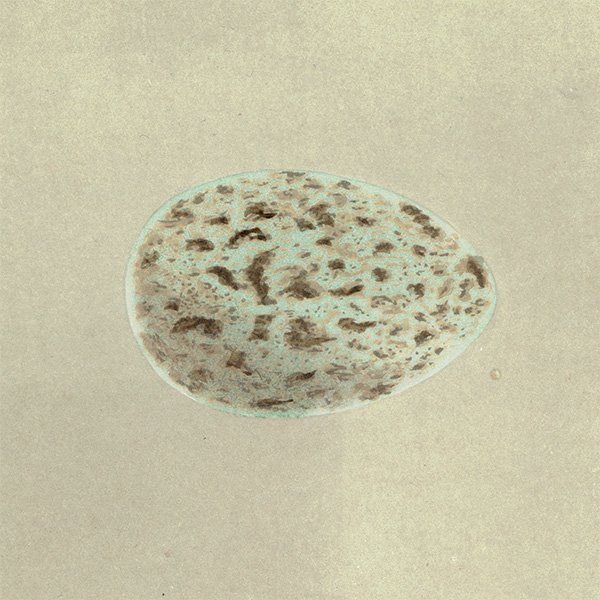 バードエッグ アンティークプリント  ワタリガラス（RAVEN / 渡鴉）の卵 070