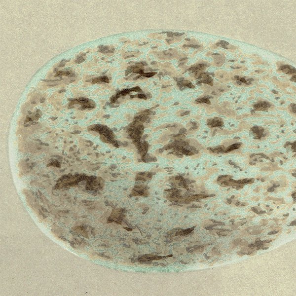 バードエッグ アンティークプリント  ワタリガラス（RAVEN / 渡鴉）の卵 070