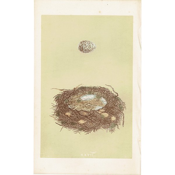 バードエッグ アンティークプリント  オオモズ（GREAT SHRIKE / 大百舌）の卵と巣 074