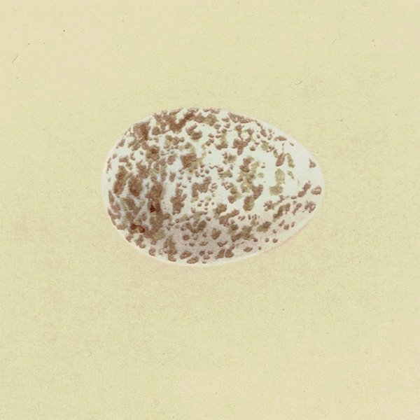 バードエッグ アンティークプリント  オオモズ（GREAT SHRIKE / 大百舌）の卵と巣 074