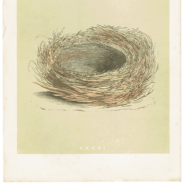 バードエッグ アンティークプリント  ヒゲガラ（BEARDED TIT / 髭雀）の卵と巣 075