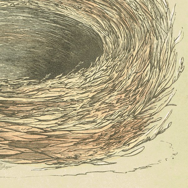 バードエッグ アンティークプリント  ヒゲガラ（BEARDED TIT / 髭雀）の卵と巣 075