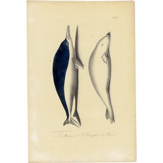 鯨/クジラ アンティークプリント フランス 博物画｜  0102
