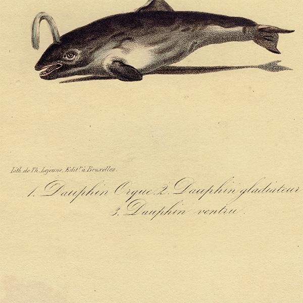 鯨 / クジラ フランス アンティークプリント 博物画 標本画｜ 0103