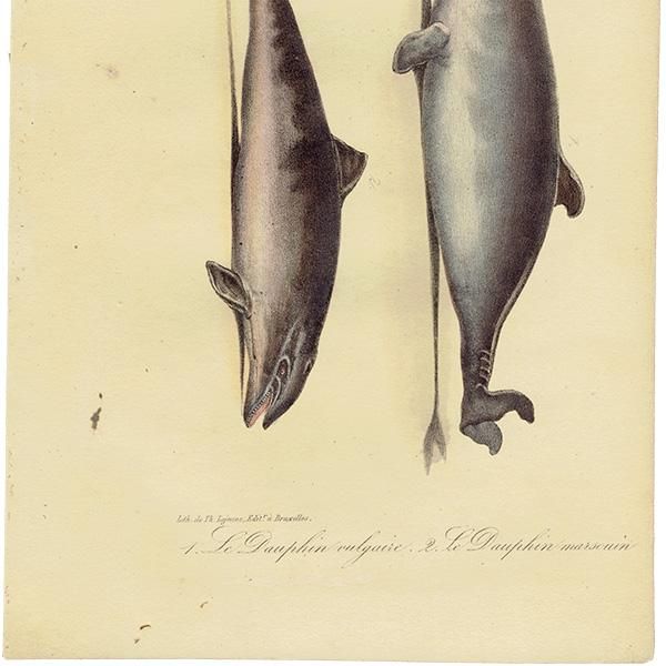 世界的に フランス イルカ クジラ / 鯨 アンティークプリント 標本 博物画 その他