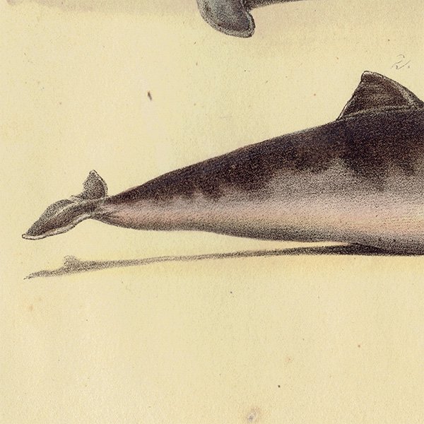 鯨 / クジラ イルカ フランス アンティークプリント 博物画 標本画 0107
